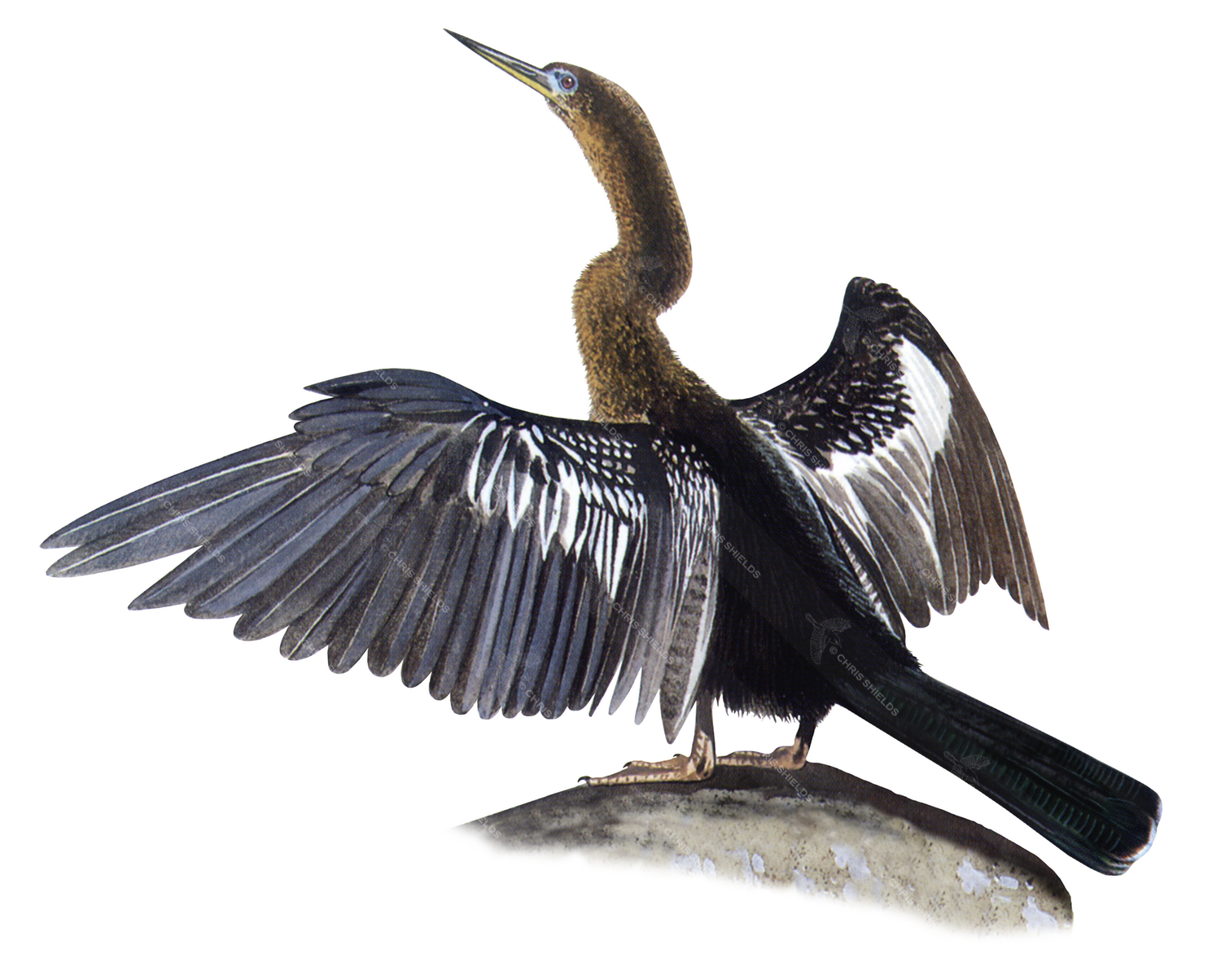 Illustration of Anhinga (Anhinga anhinga) (Snakebird) (#0049)