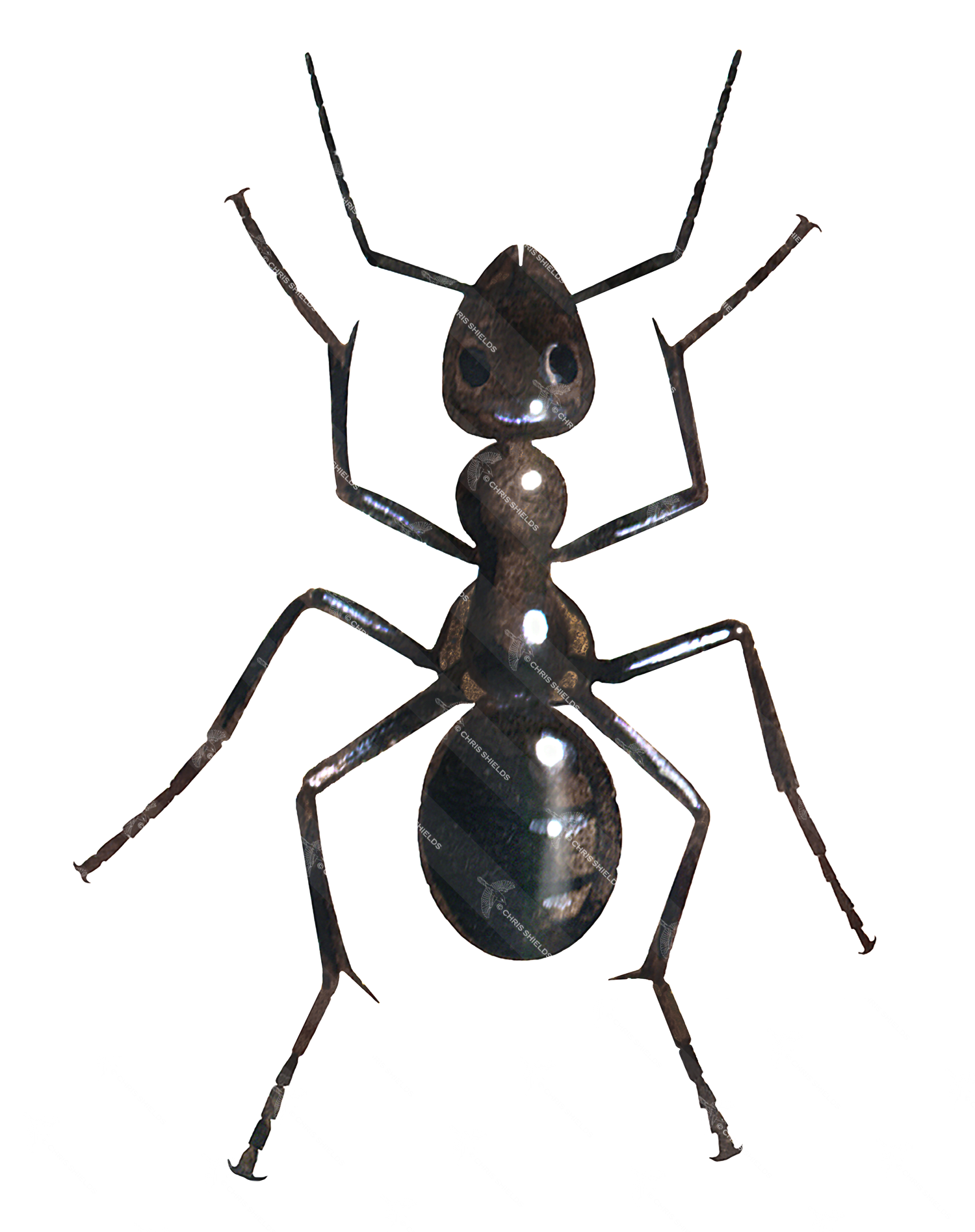 Illustration of Ant (black) Lasius niger (#0422)