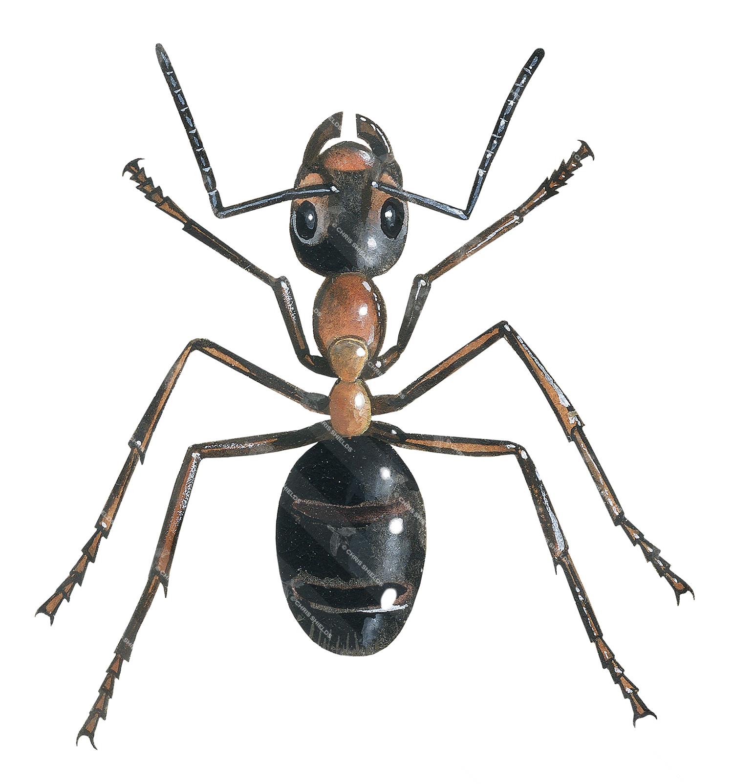 Illustration of Ant (wood) (male) Formica rufa (#4745)
