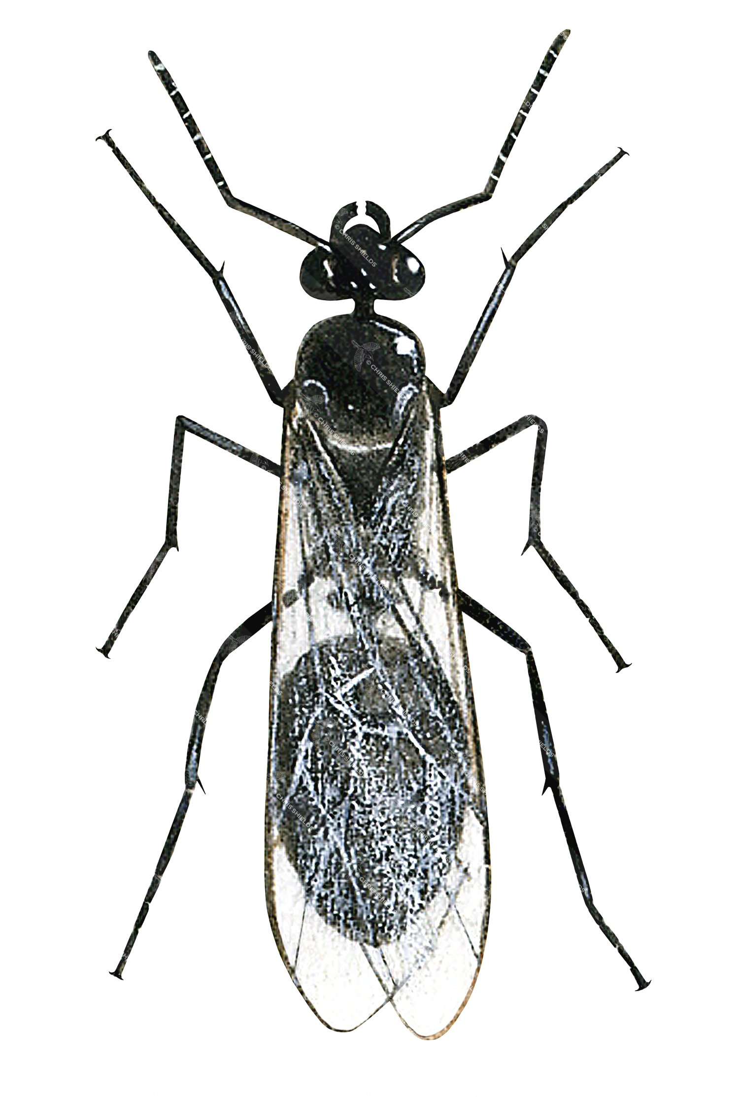 Illustration of Ant (wood Queen) Formica rufa (#1035)