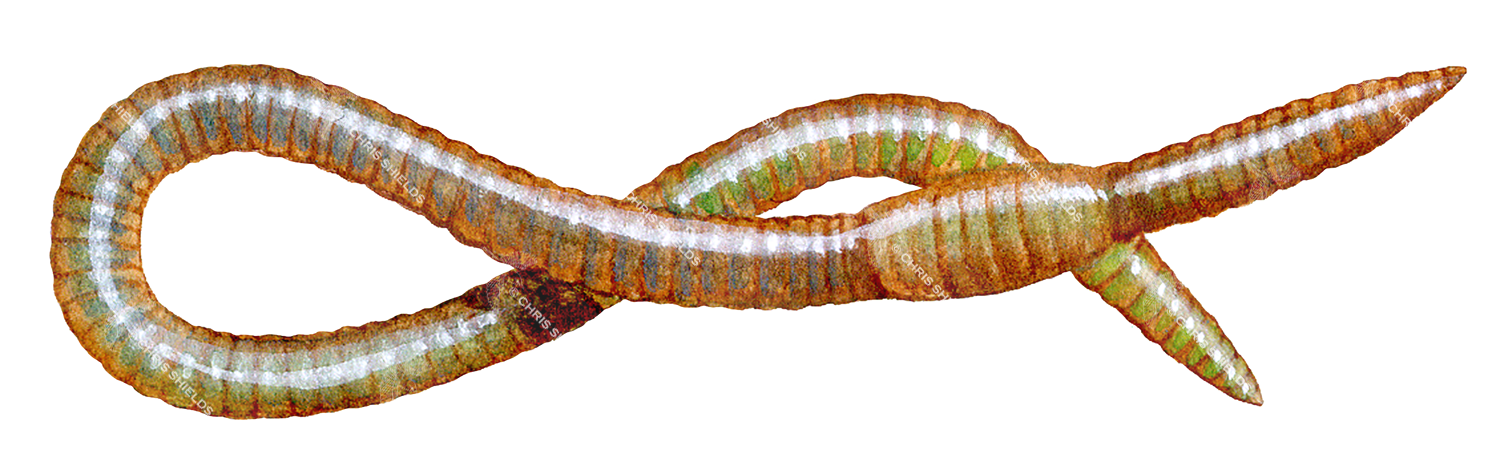Illustration of Aquatic Earthworm (Sparganophilus tamesis) (#2277)