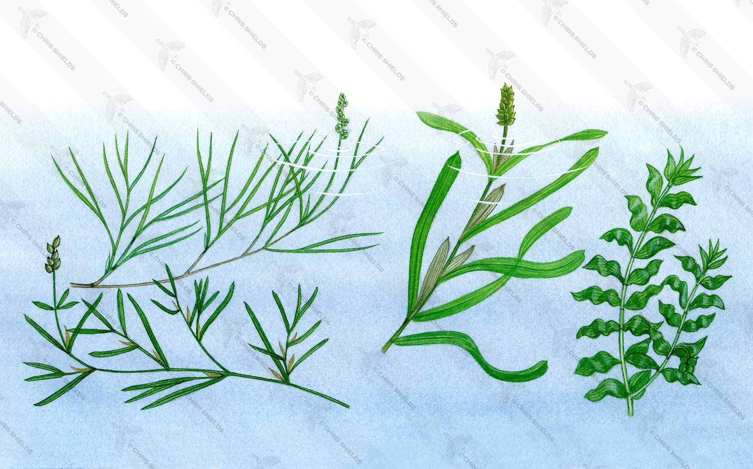 Illustration of Aquatic Plants - Pondweeds (#4353)