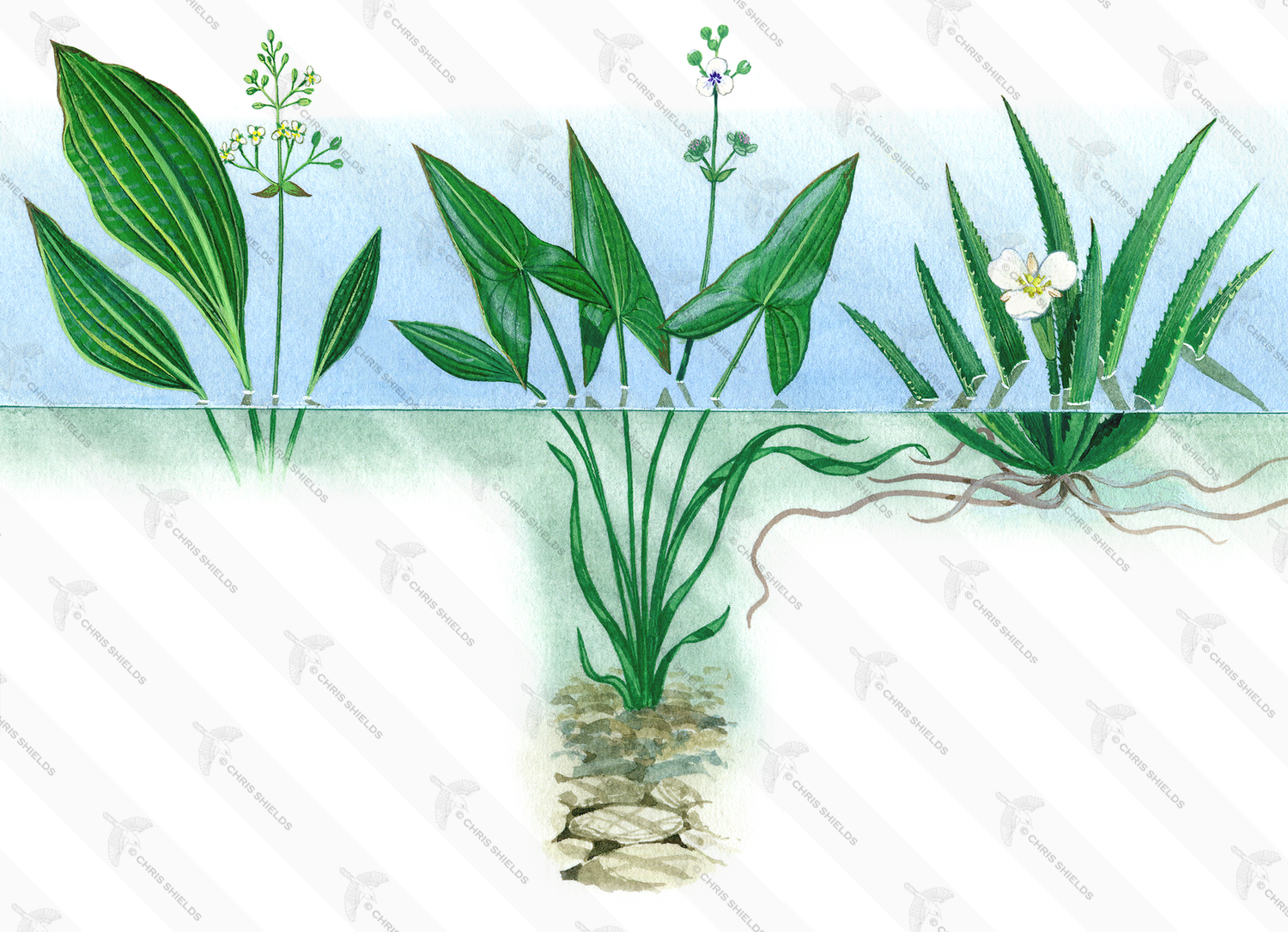 Illustration of Aquatic Plants - Water Plantain (Alisma plantago) Arrpwhead (Sagittaria sagittifolia) (#4354)