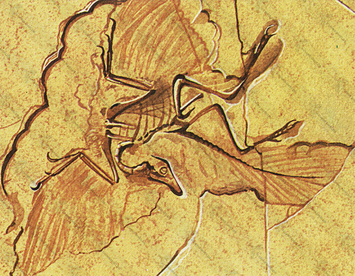 Illustration of Archaeopteryx Fossil (#1079)