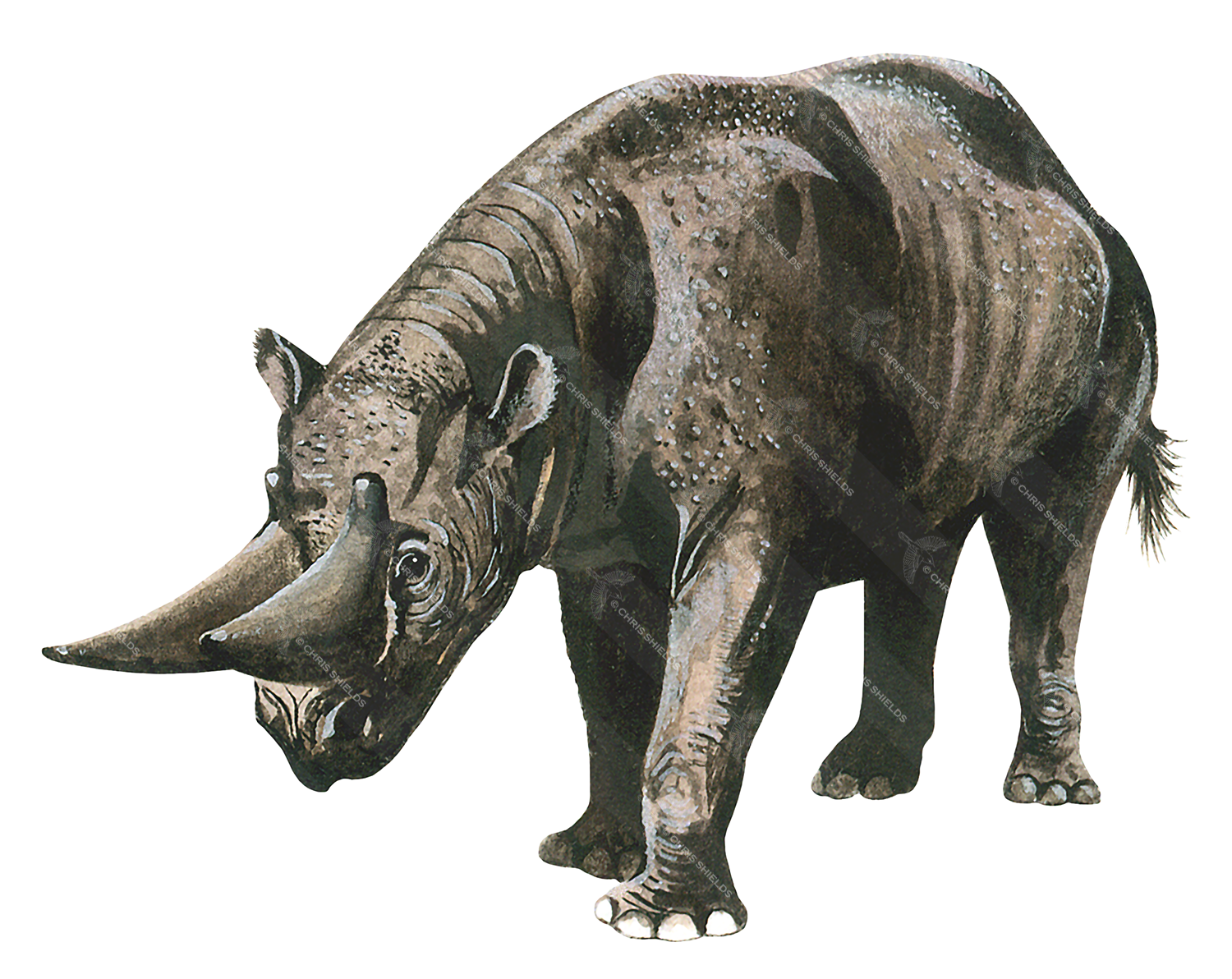 Illustration of Arsinoitherium (#0514)