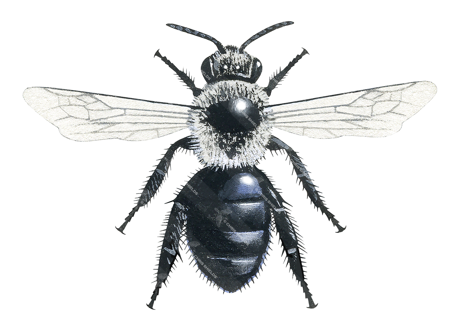 Illustration of Ashy mining Bee (Andrena cineraria) (#3226)