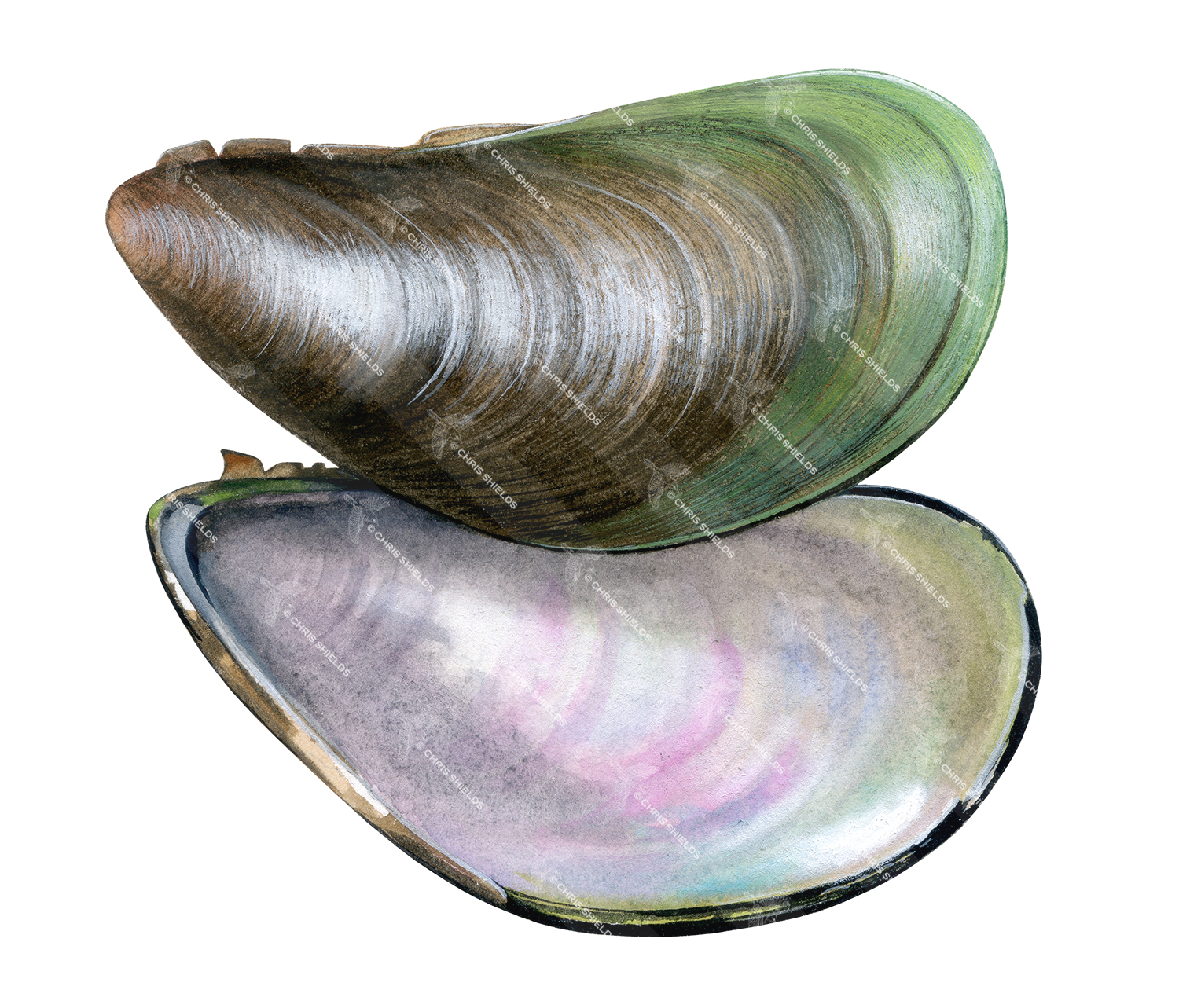 Illustration of Asian Green Mussel (Perna viridis) (#4622)