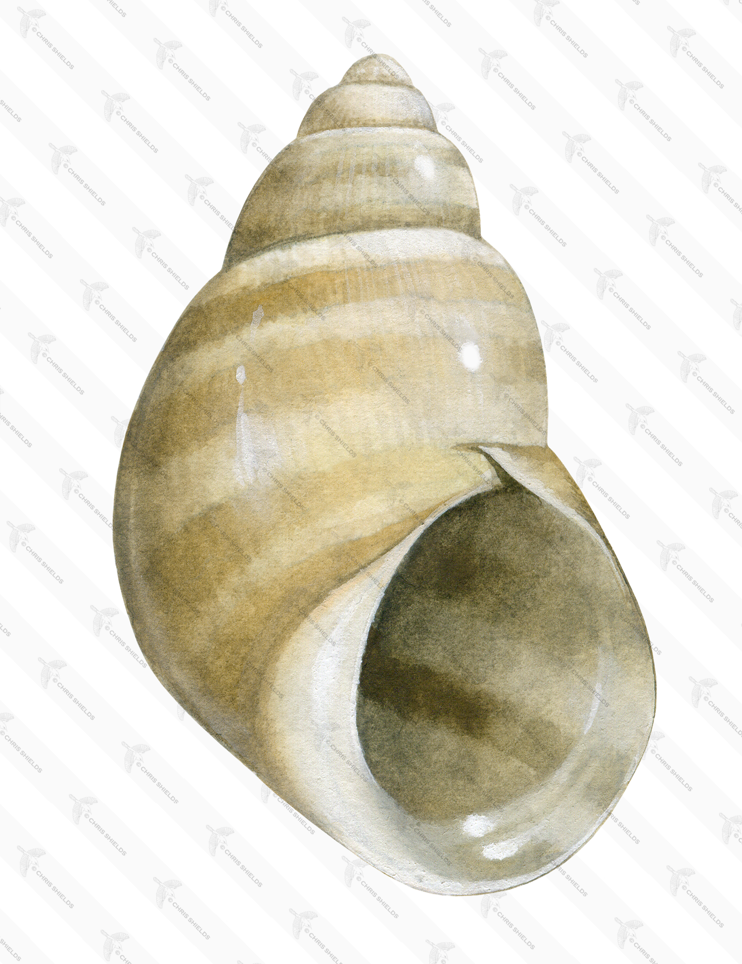 Illustration of Banded Chink Shell (Lacuna vincta) (#1917)