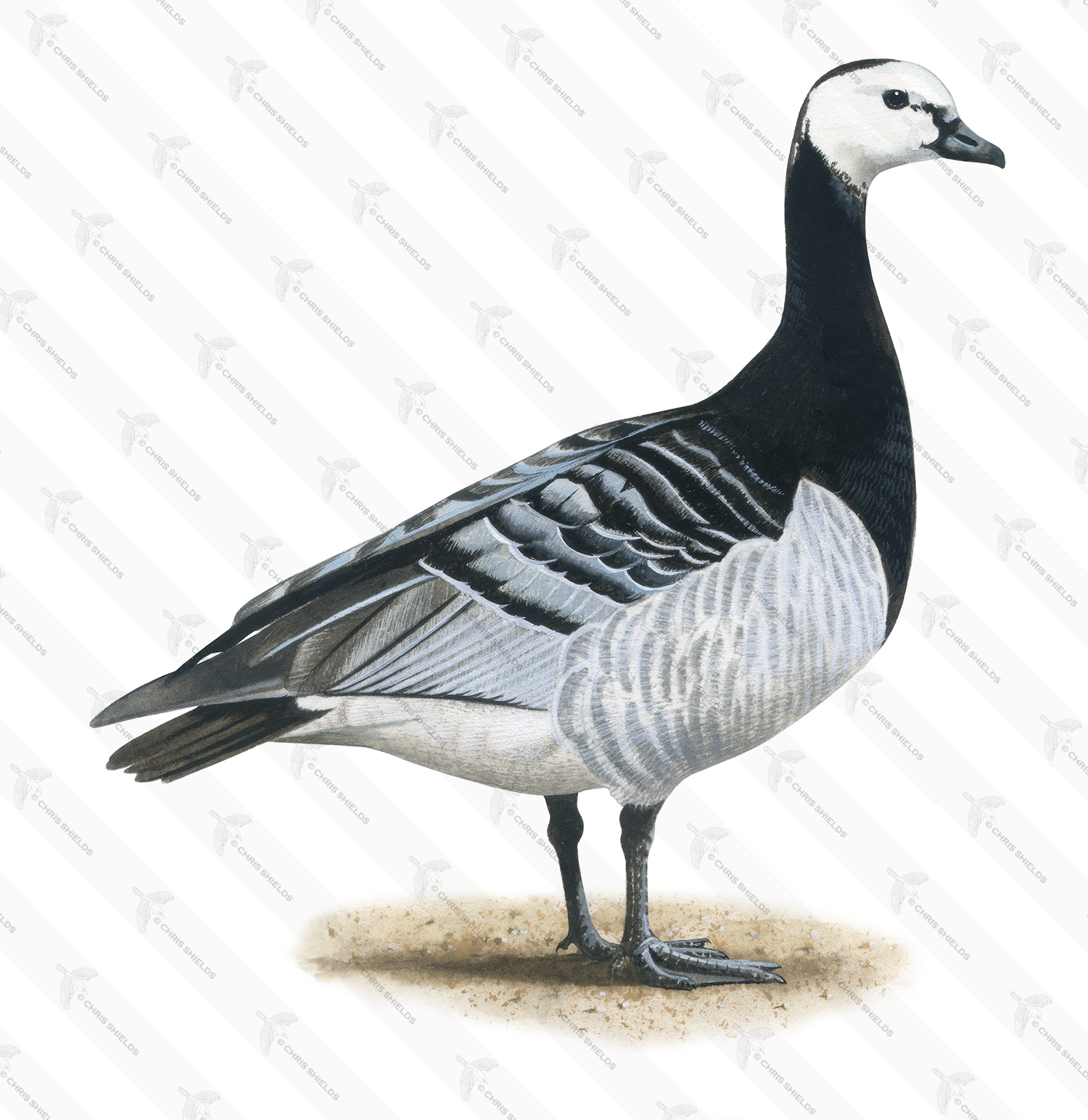 Illustration of Barnicle goose (Branta leucopsis) (#4552)