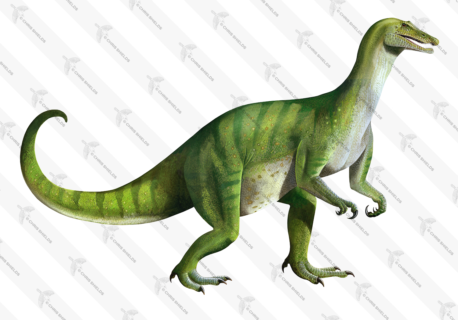 Illustration of Baryonyx walkeri  (#1775)