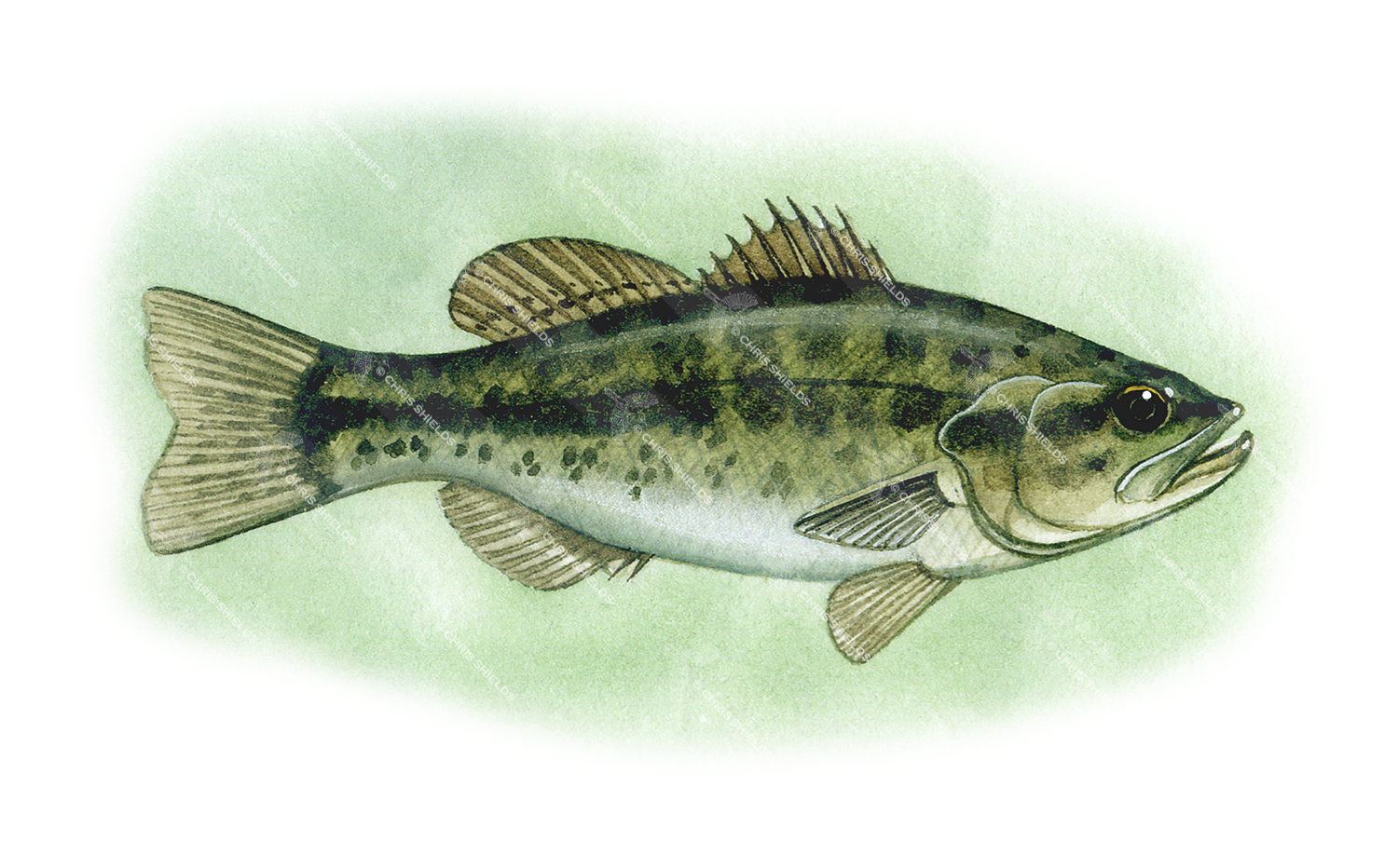 Illustration of Bass (large-mouthed black) Micropterus salmoides (#0060)