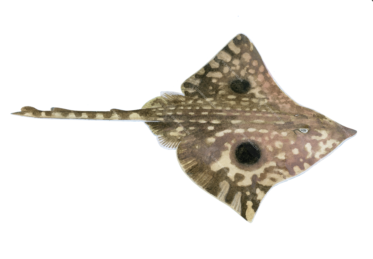 Illustration of Big Skate (Beringraja binoculata) (#3768)