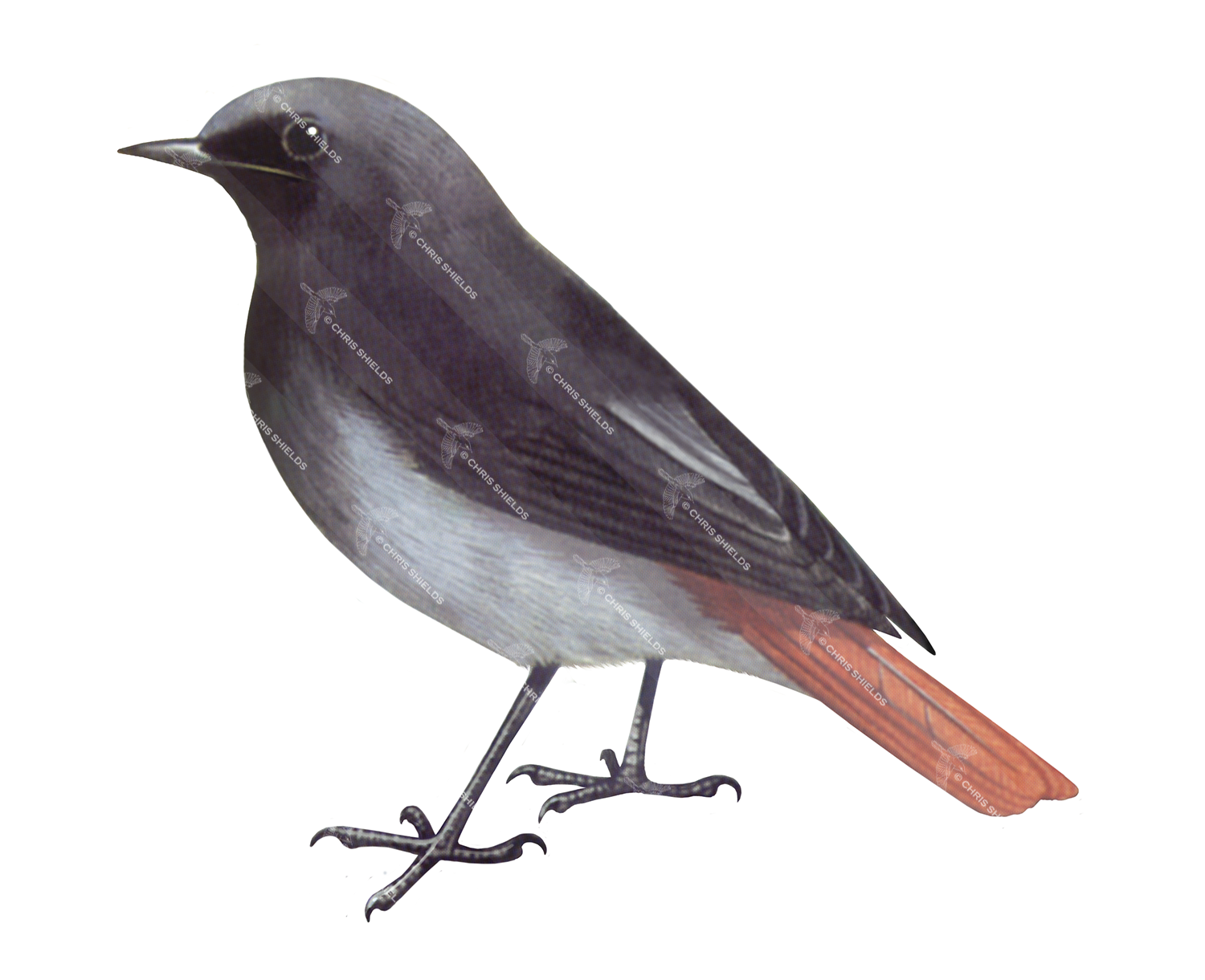 Illustration of Black Redstart (Phoenicurus ochruros) (#3645)