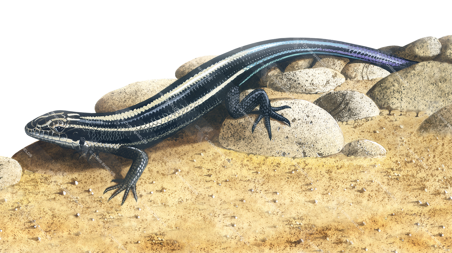 Illustration of Blue-tailed Skink (Cryptoblepharus egeriae) (#0079)