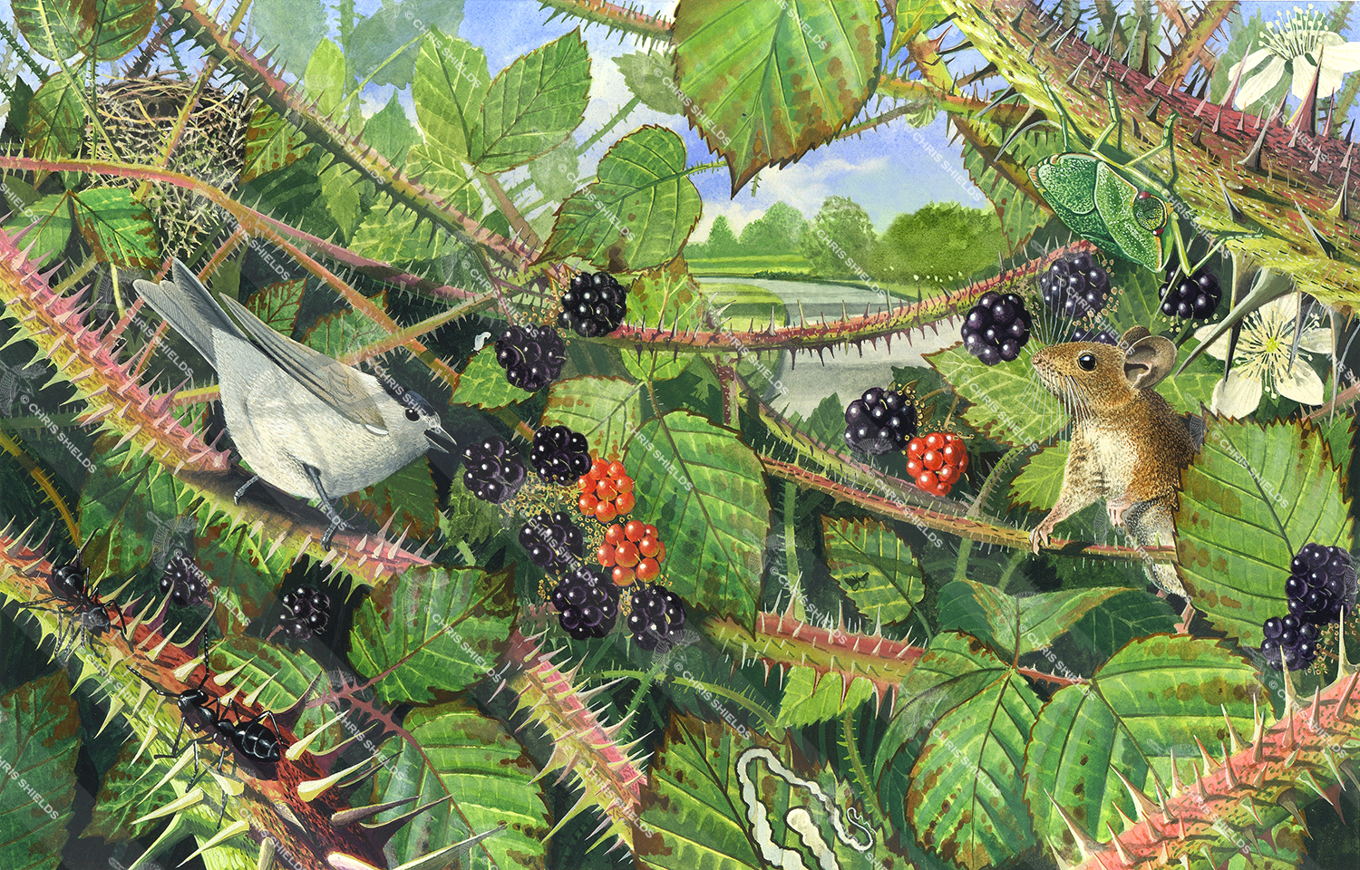 Illustration of Bramble Hedge (#1948)