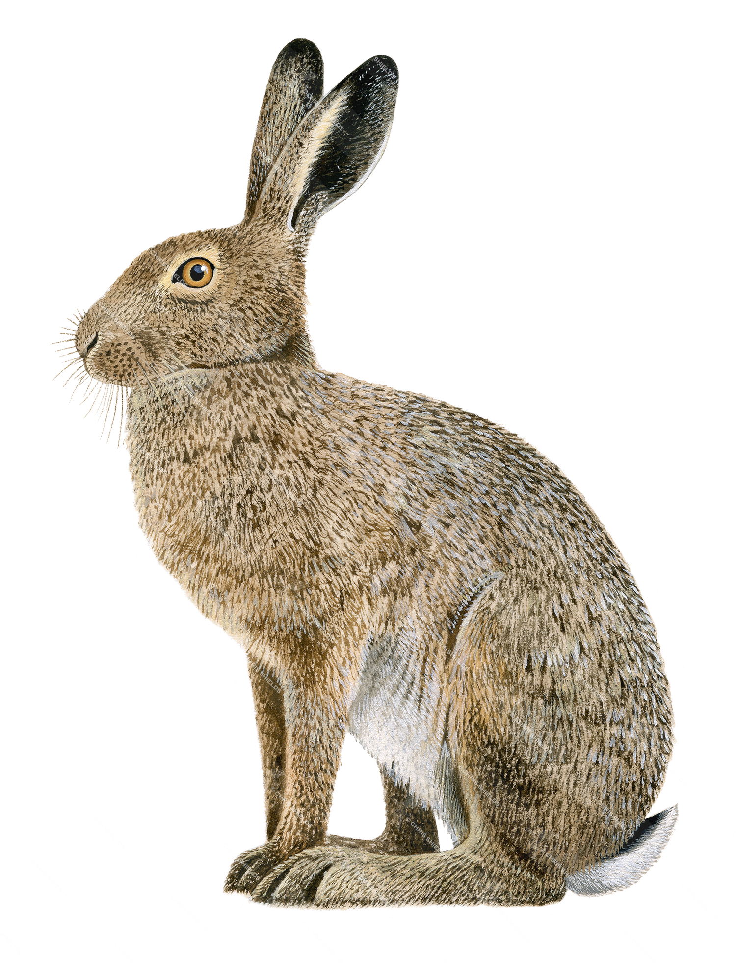 Illustration of Brown Hare (Lepus europaeus) (#1963)