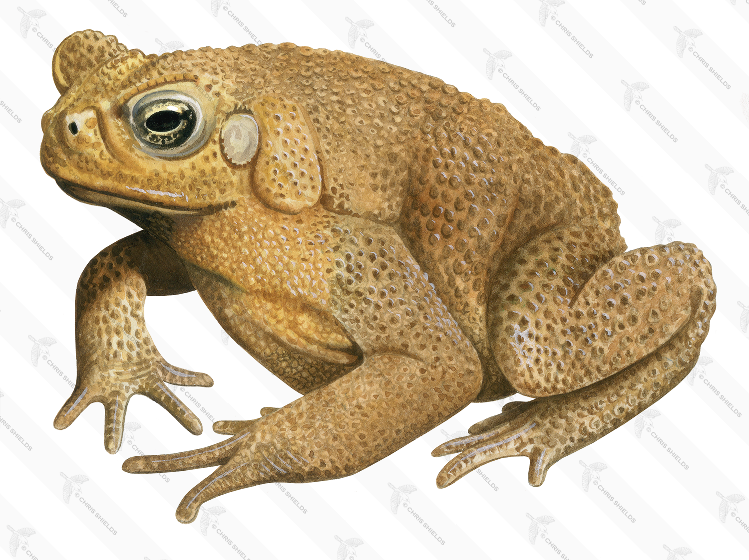 Illustration of Cane Toad (Rhinella marina) (#4521)