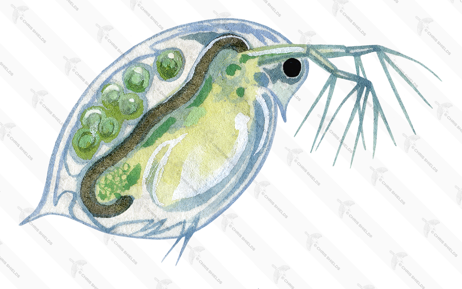 Illustration of Daphnia (#1524)