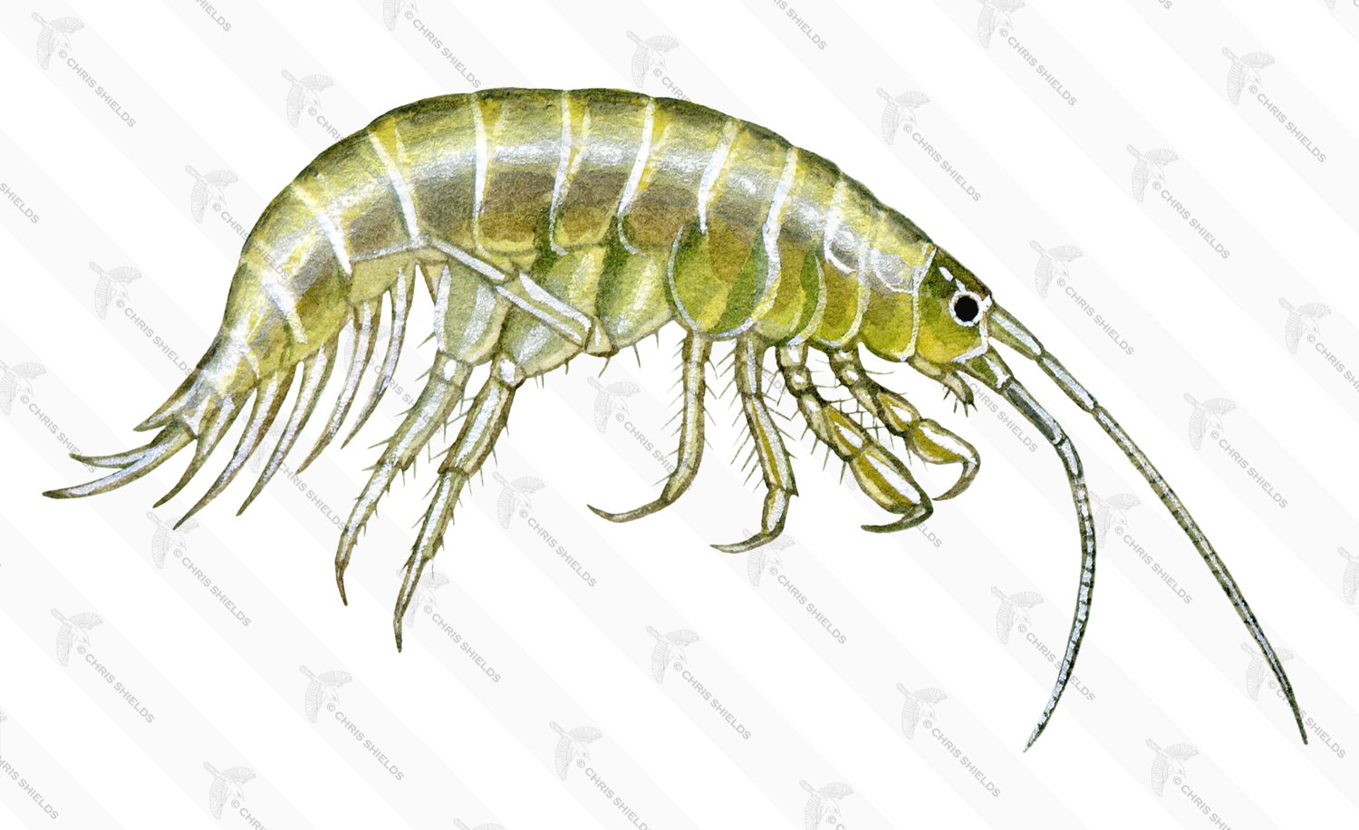 Illustration of Freshwater Shrimp (Gammarus pulex) (#1574)