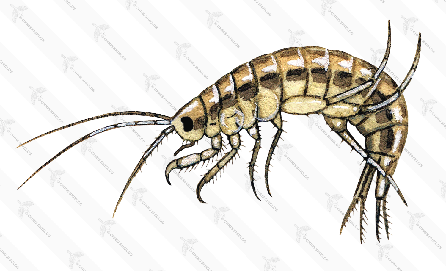Illustration of Freshwater Shrimp (Gammarus pulex) (#2128)