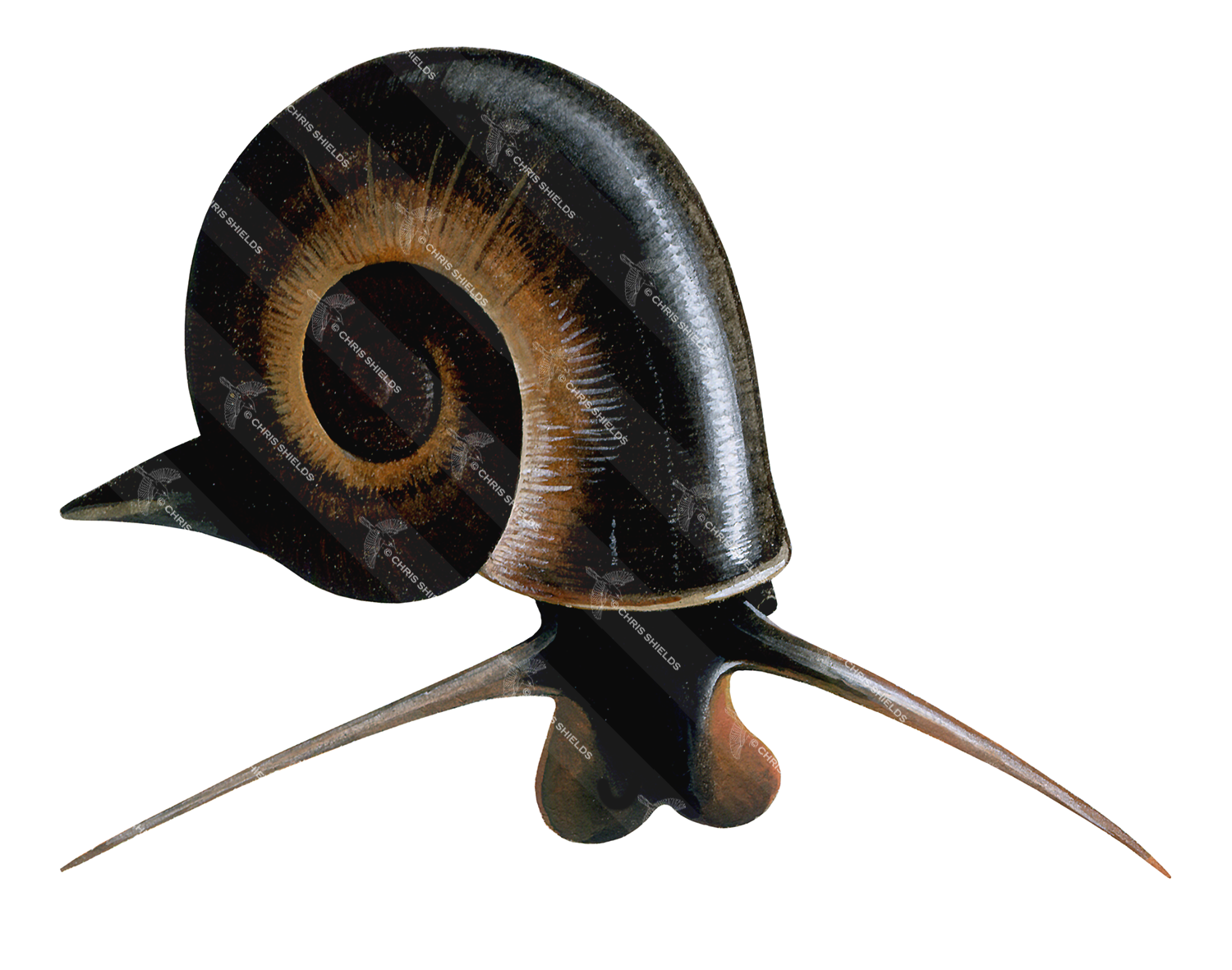 Illustration of Great Ramshorn Snail (Planorbis planorbis) (#1555)
