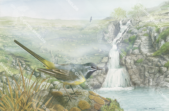 Illustration of Grey Wagtail (Motacilla cinerea) (#3667)