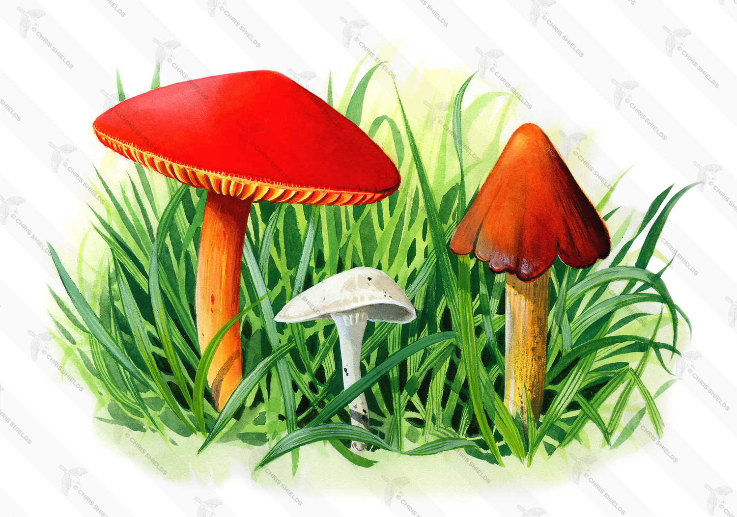 Illustration of Hygrocybe sp. (Waxcap) (#3063)