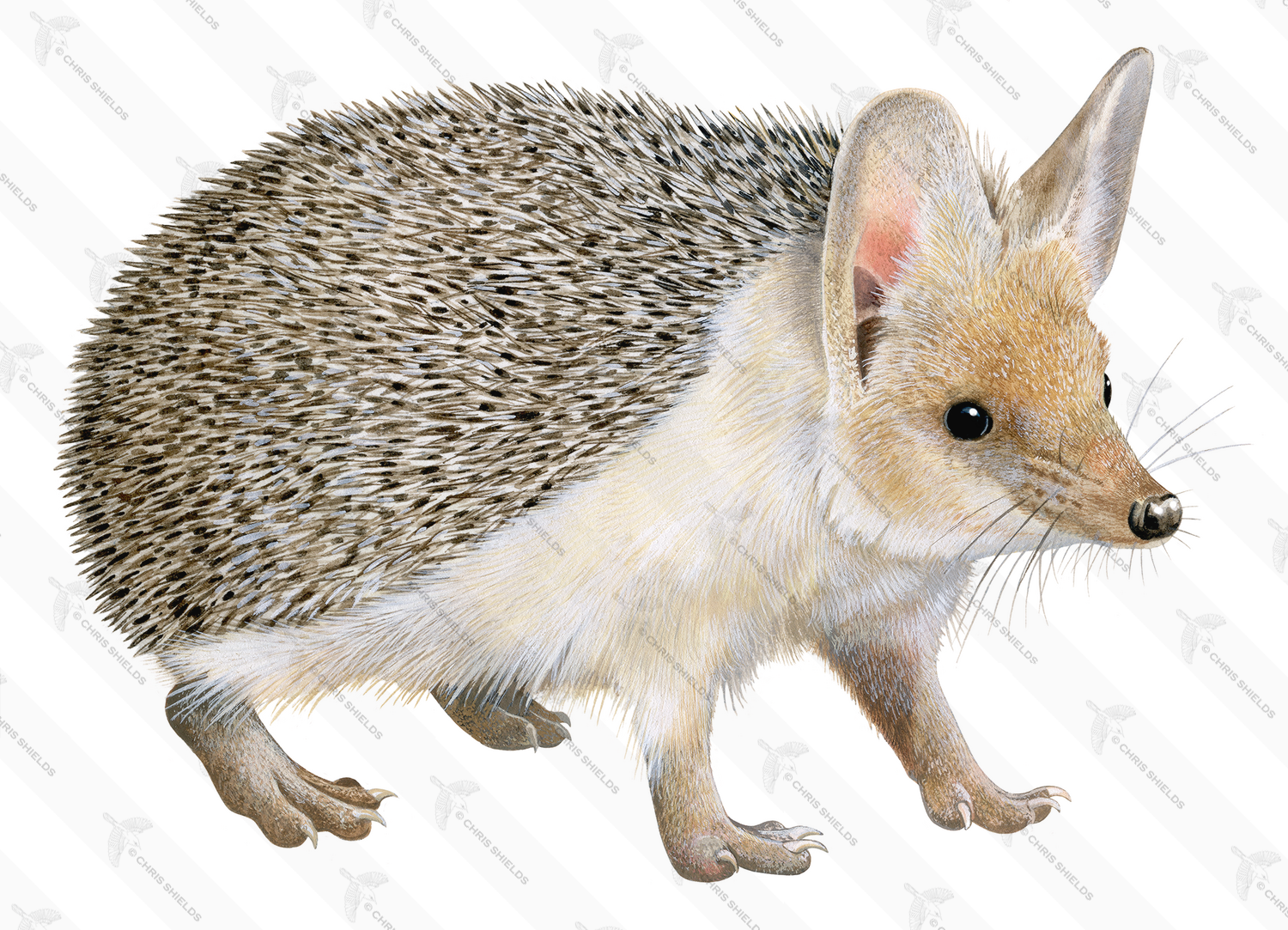 Illustration of Long-eared Hedgehog (Hemiechinus auritus) (#4567)