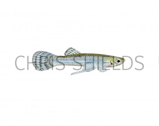 Illustration of Mosquitofish (Gambusia affinis) male (#3878)
