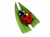 Illustration of Seven-spot Ladybird (Coccinella 7-punctata) (#0904)