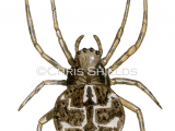 Illustration of Gorse Orbweaver Spider (Agalenatea redii) (#4534)