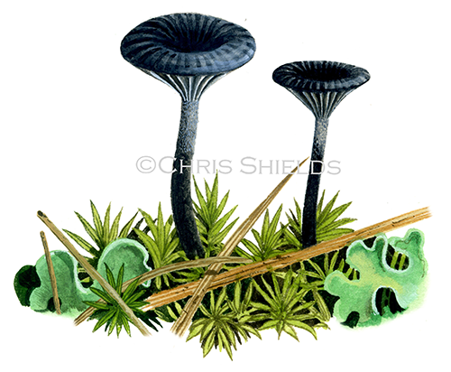 Illustration of Arrhenia chlorocyanea (Vertigris Navel) (#4118)