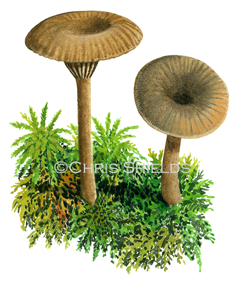 Illustration of Arrhenia onisca (#4125)