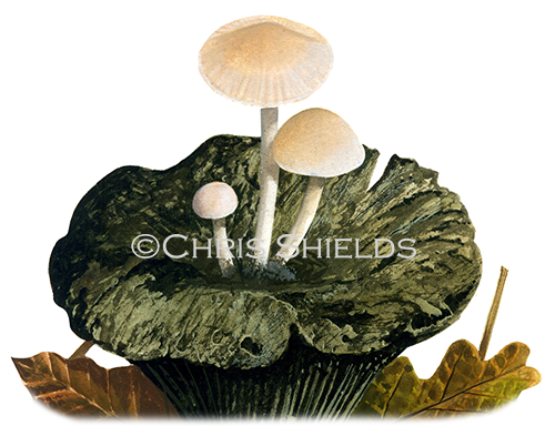 Illustration of Asterophora parasitica (Silky Piggyback) (#4123)
