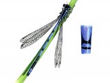 Illustration of Damselfly (Azure) (male) Coenagrion puella (#1266)