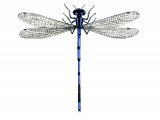 Illustration of Damselfly (Azure) (male) Coenagrion puella (#1277)