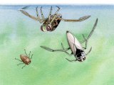 Illustration of Backswimmers (#2730)
