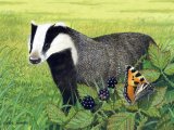 Illustration of Badger (Meles meles) (#1404)