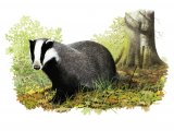 Illustration of Badger (Meles meles) (#1489)
