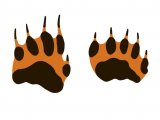 Illustration of Badger (Meles meles) Footprint (#1319)