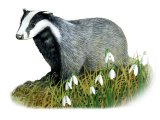 Illustration of Badger (Meles meles) (#4082)