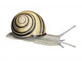 Illustration of Banded Snail (Brown-lipped) Cepaea nemoralis (#2660)