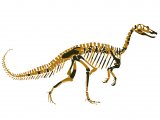 Illustration of Baryonyx walkeri (#1750)