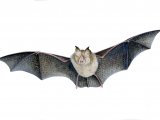 Illustration of Bat (Lesser Horseshoe) Rhinolophus hipposideros (#4086)