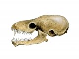Illustration of Bat Skull (#0866)