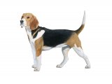 Illustration of Beagle (Canis lupus familiaris) (#3750)