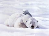 Illustration of Bear - Polar (Ursus maritimus) (#0287)