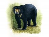 Illustration of Bear (sun) Helarctos malayanus (#0486)