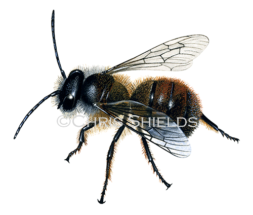 Illustration of Bee (red mason - male) Osmia rufa (#0968)