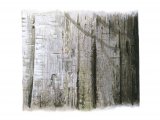 Illustration of Beech bark (Fagus sylvatica) (#4329)